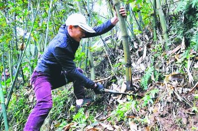 尤溪县大山笋竹专业合作社社员根据立竹量砍伐绿竹。