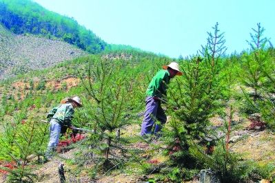 尤溪群利林业专业合作社工人在抚育幼林。