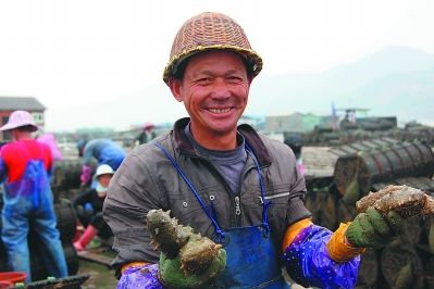 霞浦县溪南养殖户在收获海参。(资料图片)