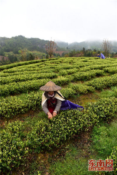 卢峰茶叶基地的茶农冒雨赶在清明节前采摘茶叶。福建日报记者 吴恩儿 摄