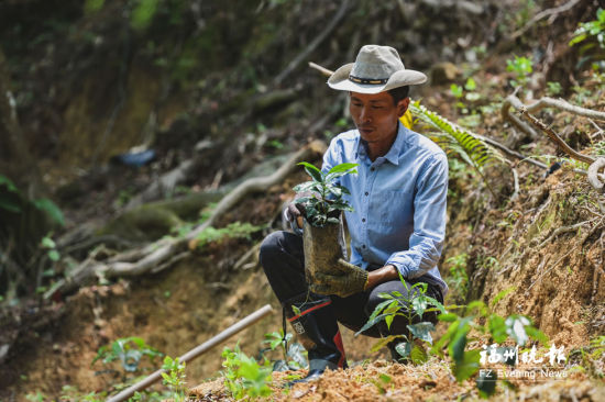 刘运平在旗山不同海拔位置试种咖啡树苗。
