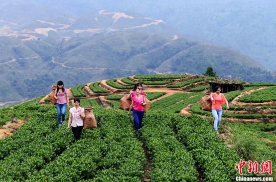 资料图：福建泉州安溪县采茶女到海拔上千米的茶山上采摘上等茶叶。王东明 摄