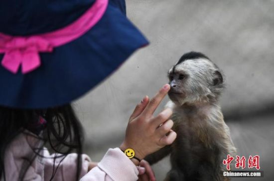 资料图：3月21日，一名儿童隔着玻璃与一只幼猴互动。当日，云南野生动物园正式恢复开放。中新社记者 康平 摄