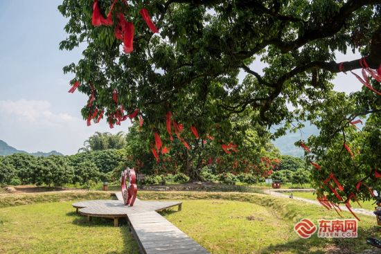 两棵500多年的“荔枝王”被当地村民称为夫妻树。东南网记者 林婕 摄