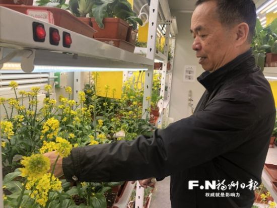 林义章在人工气候室内观察蔬菜生长情况。记者 吴晖 摄