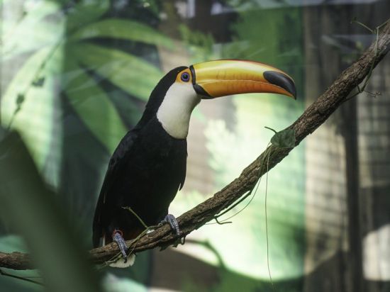 大巨嘴鸟。 图片来源：台北市动物园