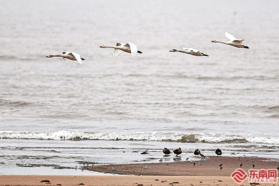 闽江河口国家湿地公园是候鸟迁徙重要越冬地、水鸟集中分布区、众多濒危鸟种的栖息地。（资料图片）福建日报记者 林熙 摄