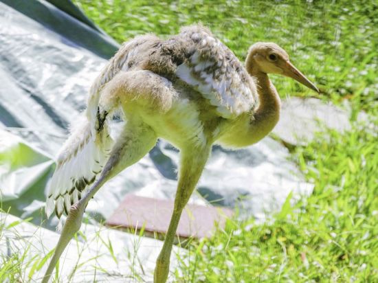 台北动物园丹顶鹤宝宝将命名为“哩鹤”。 图片来源：台北市立动物园