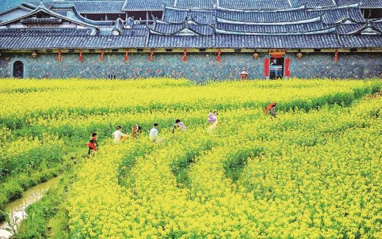 油菜花盛开时，游客来仁和庄游玩。赖泽樟 摄