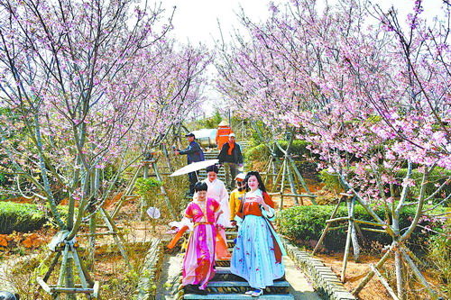 游客身著漢服穿梭在白交祠村光明頂的櫻花樹下。（夏海濱 攝）