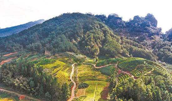 位于武夷山的生態(tài)茶園 (資料圖片) 位于武夷山的生態(tài)茶園 (資料圖片)