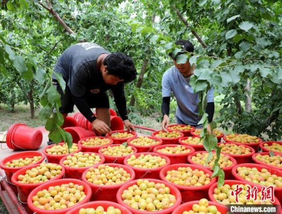 暖湿化影响下，新疆的生果会更甜吗？