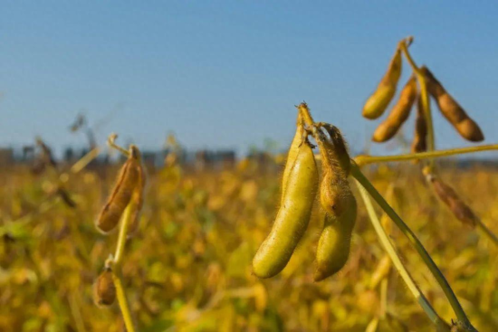 轉基因大豆在田間成熟期的豆莢。圖/圖蟲創意