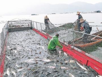 福建新闻网·尤溪:闽湖淡水鱼每天产鱼1.5万公