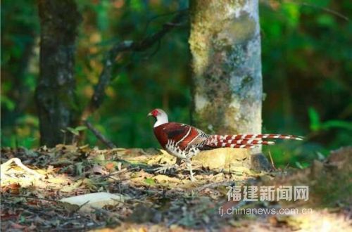 福建新闻网·武夷山国家自然保护区白颈长尾雉