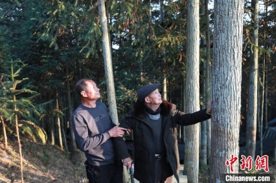 （新春走基层）福建周宁：三代人共护一片林
